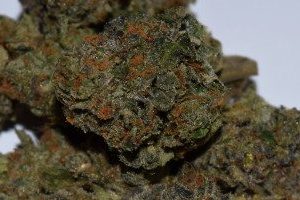 girl-scout-cookie