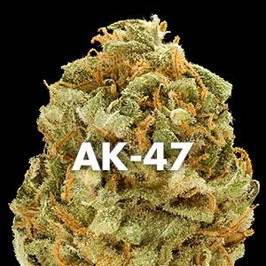 marijuana_strain_ak-47