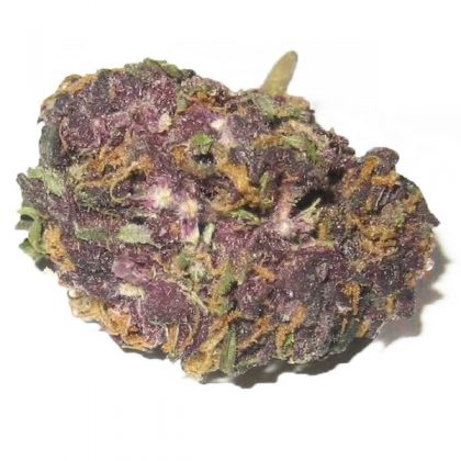 Grandaddy-Purple